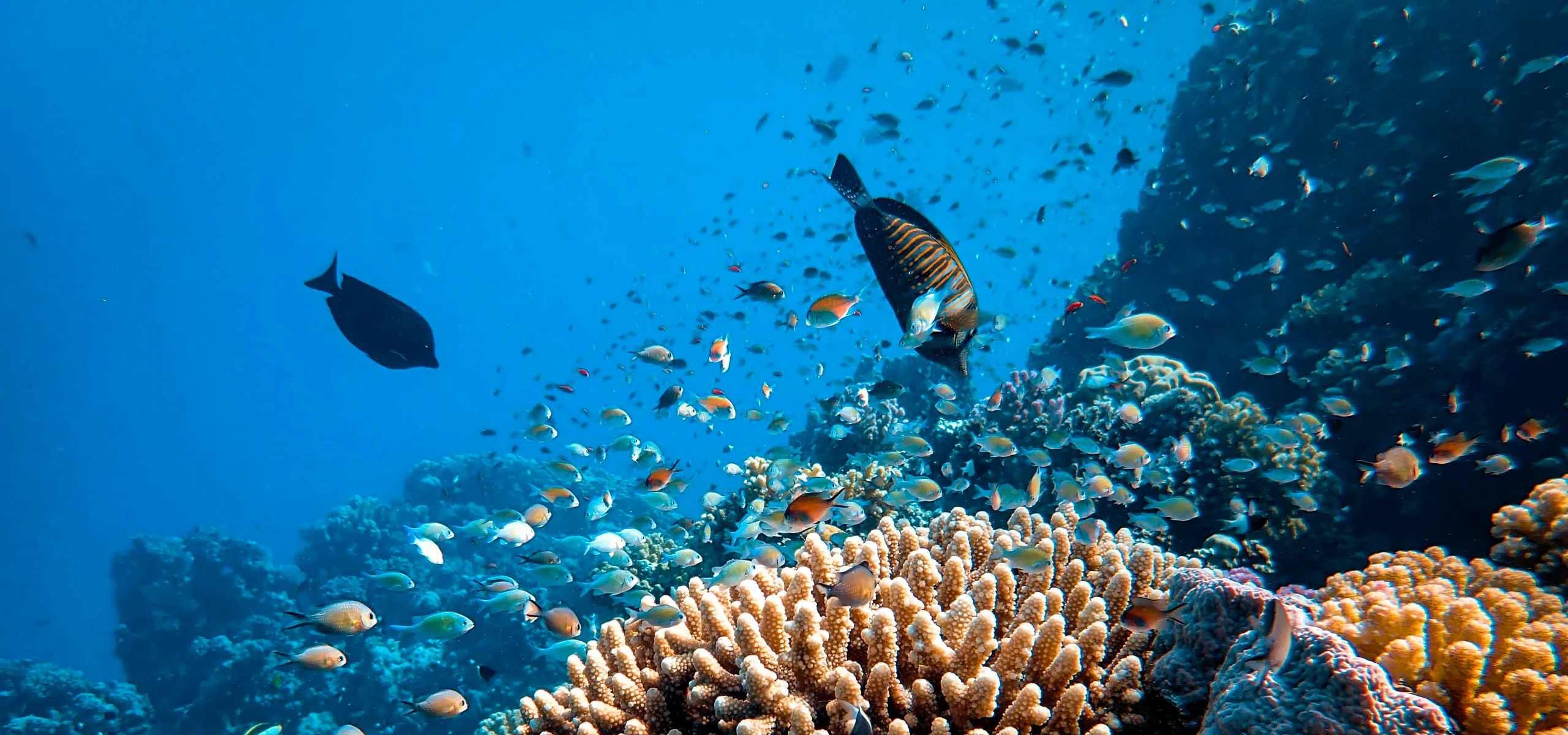 Water, Marine, Coastal & Natural Resources 